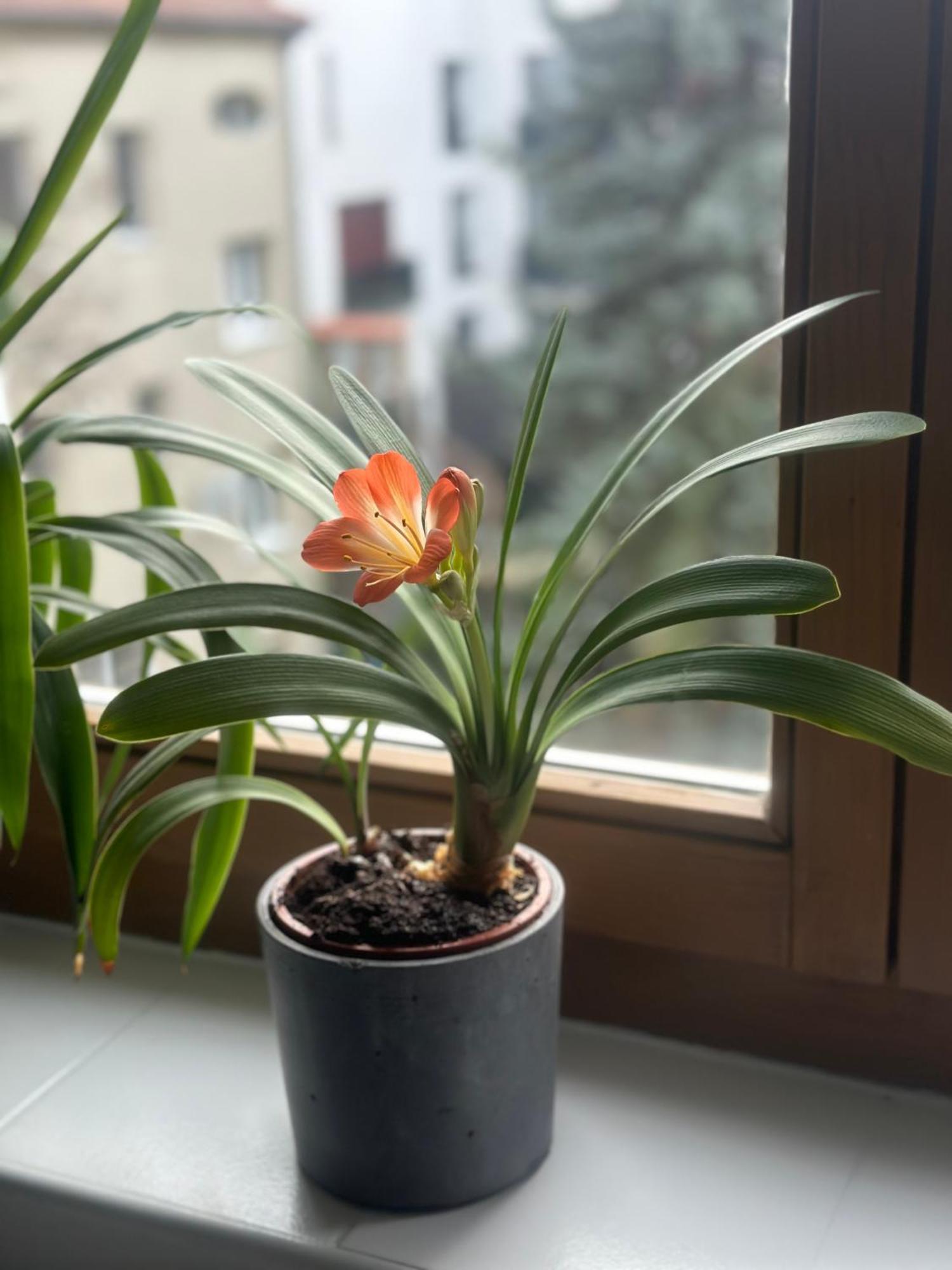 City Center Apartman Győr Kültér fotó